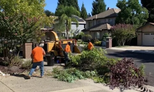 Tree health assessment by certified arborist