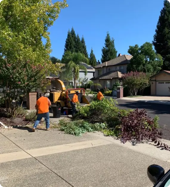 Citrus Heights tree trimming service near home