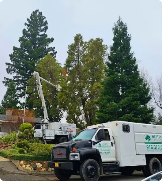 Tree removal equipment prepared for job