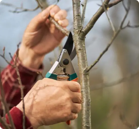 Professional pruning of residential fruit tree