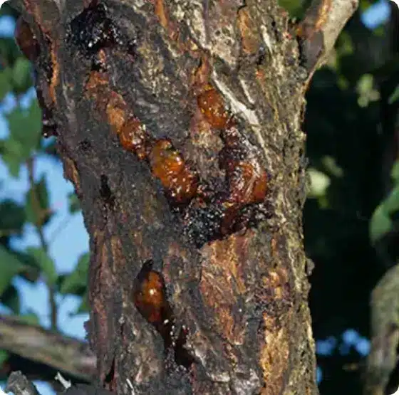 Citrus Heights arborist treating infected maple tree