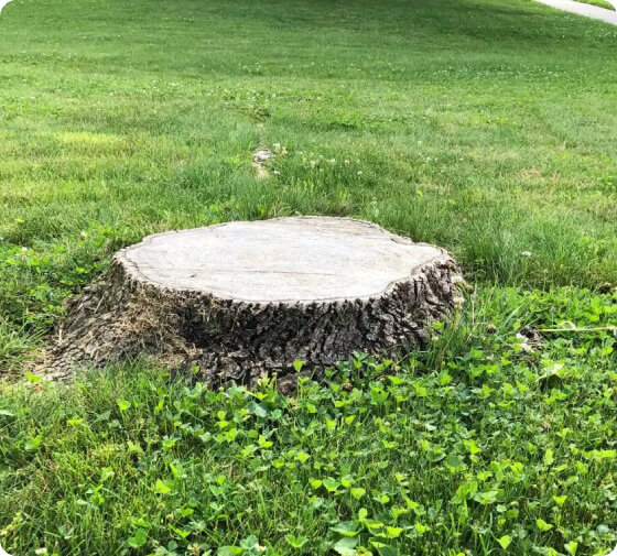 Backyard stump cleared for new garden design