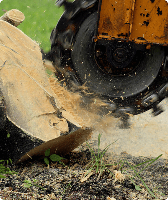 Grinder blades cutting through tough stump