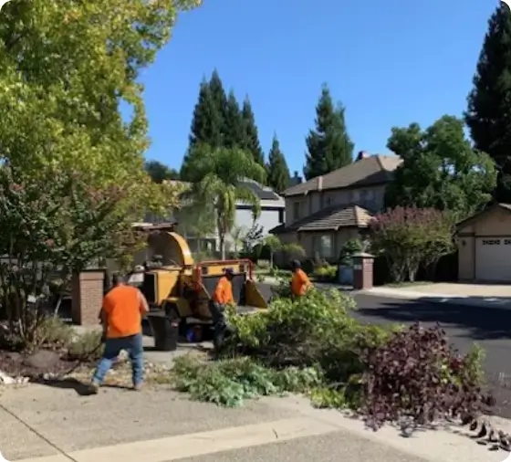 Residential tree removal for landscaping project
