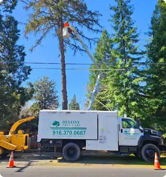 Arborist cutting small branches for healthy growth