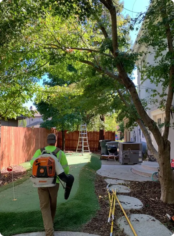 Professional tree trimming for overgrown branches