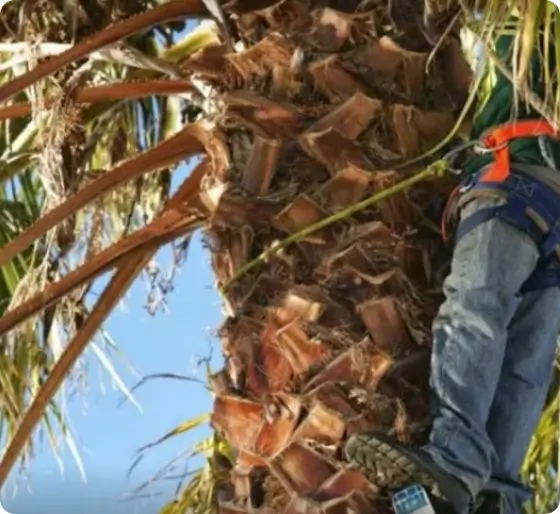 Professional crew with ropes and chainsaws removing tree