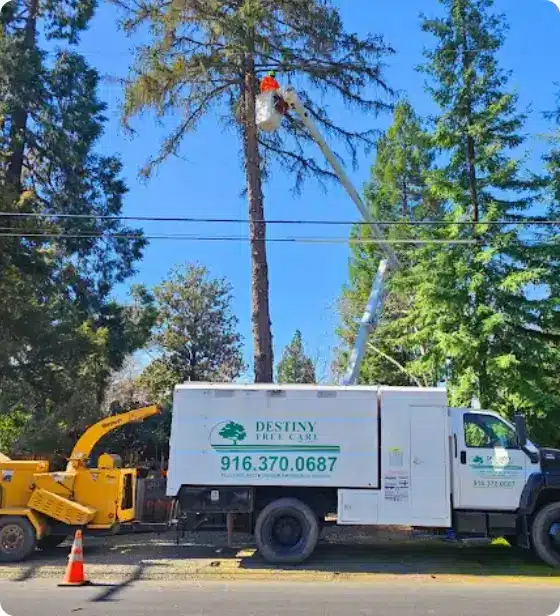 Tree removal crew using bucket truck