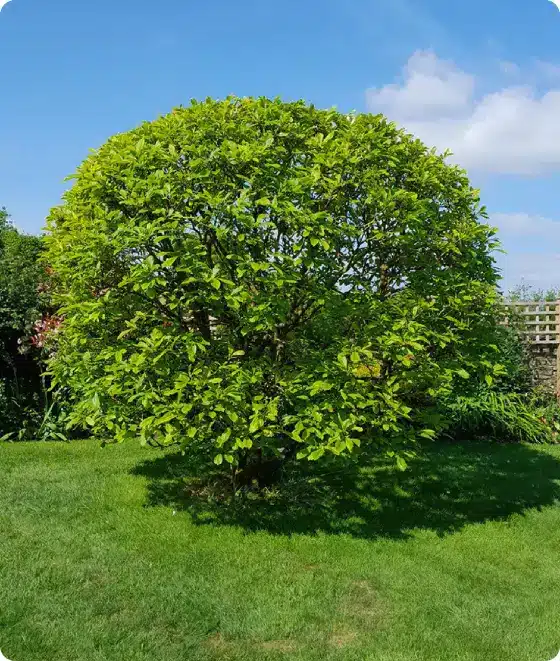 Tree shaped to improve property curb appeal
