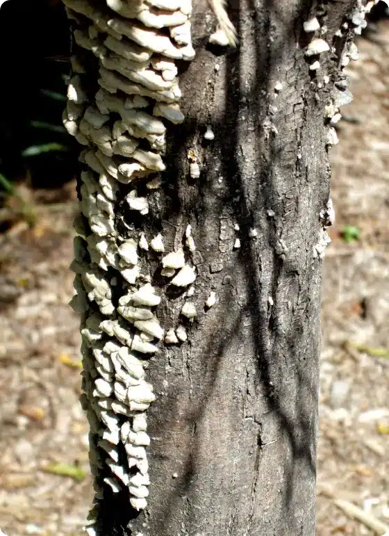 Disease diagnosis equipment used on tree bark