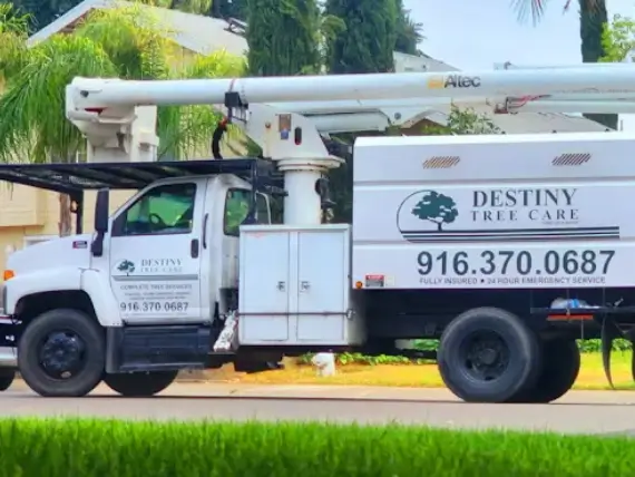 Tree service crew removing hazardous leaning tree