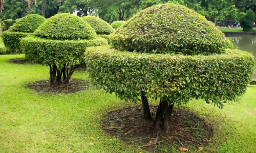 Arborist pruning ornamental tree for landscape design