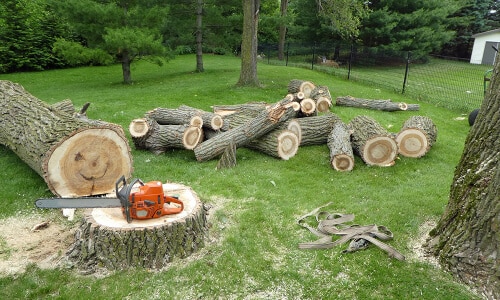 Emergency tree removal after storm damage