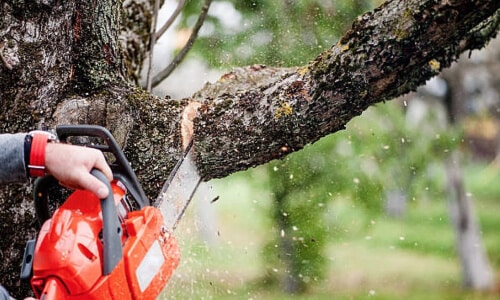 Tree trimming crew working in residential yard